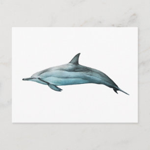 Cartão Postal Golfinho-roda