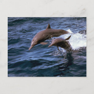 Cartão Postal Golfinho-rotador