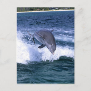 Cartão Postal Golfinho saltando, Grand Bahama, Bahamas