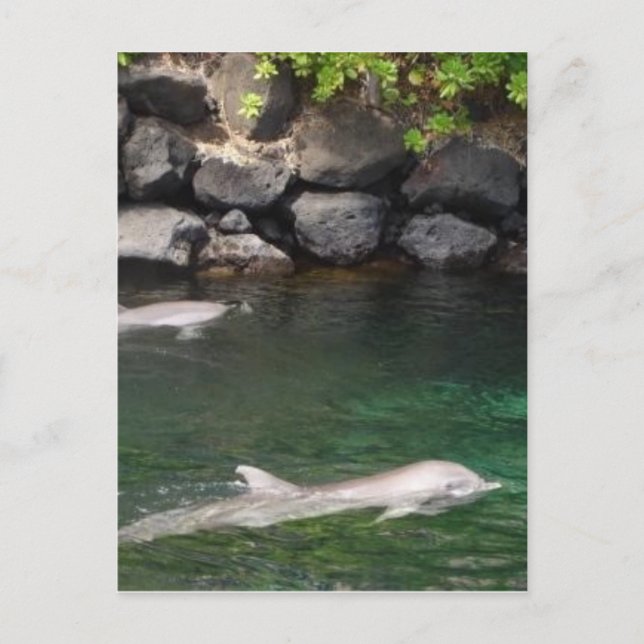 Cartão Postal Golfinhos (Frente)