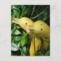 Golfinhos da cara da banana