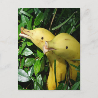 Cartão Postal Golfinhos da cara da banana