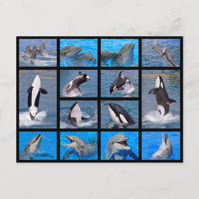 Cartão Postal Golfinhos e baleias assassinas (Frente)