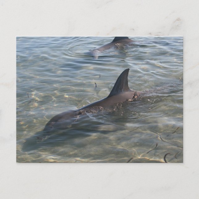 Cartão Postal Golfinhos em Monkey Mia, WA (Frente)