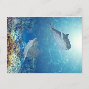 Cartão Postal golfinhos felizes