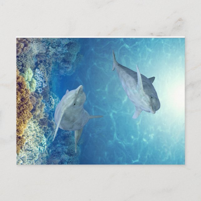 Cartão Postal golfinhos felizes (Frente)