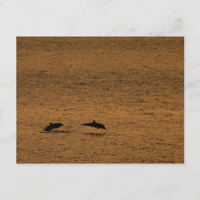 Cartão Postal Golfinhos no pôr do sol (Frente)