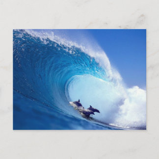 Cartão Postal Golfinhos surfados