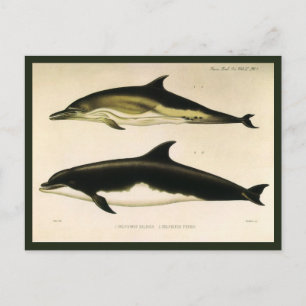 Cartão Postal Golfinhos-Vintage, Animais Marinhos e Mamíferos