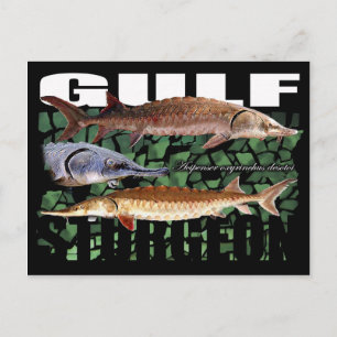 Cartão Postal Golfo Sturgeon-Collage-Postcard