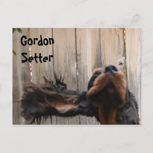 Cartão postal Goofy Gordon Setter (Frente)
