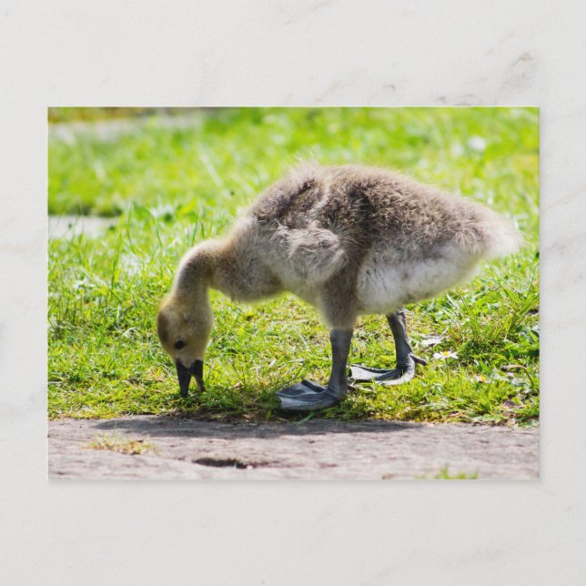 Cartão Postal Goose gosling Adorável no Canadá (Frente)