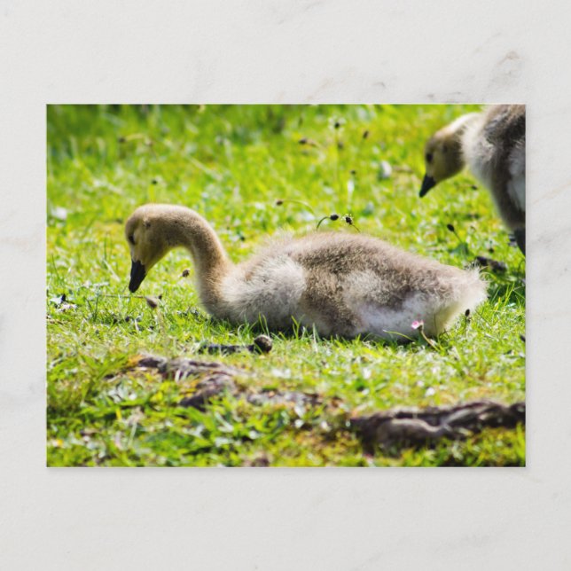 Cartão Postal Goose gosling Adorável no Canadá (Frente)