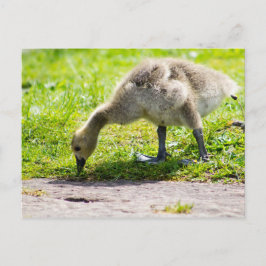 Cartão Postal Goose gosling Adorável no Canadá