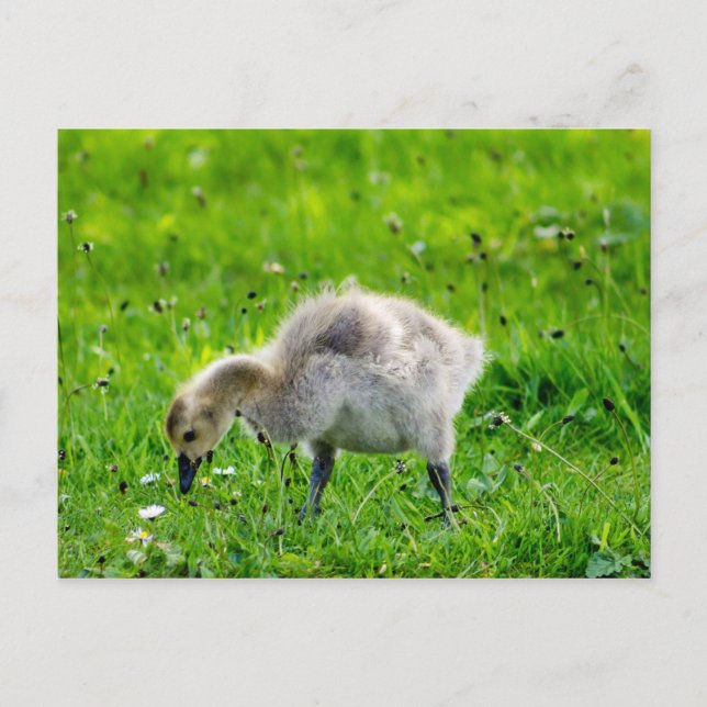 Cartão Postal Goose gosling Adorável no Canadá (Frente)