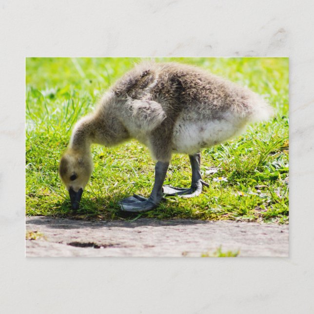 Cartão Postal Goose gosling Adorável no Canadá (Frente)
