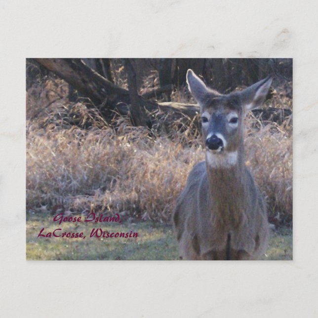 Cartão Postal , Goose Island,LaCrosse, Wisconsin (Frente)