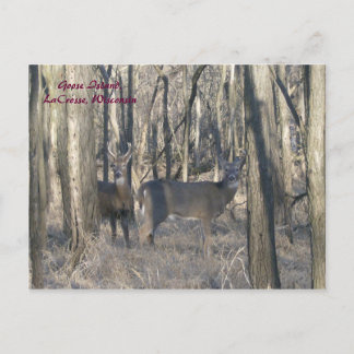 Cartão Postal Goose Island, LaCrosse, Wisconsin