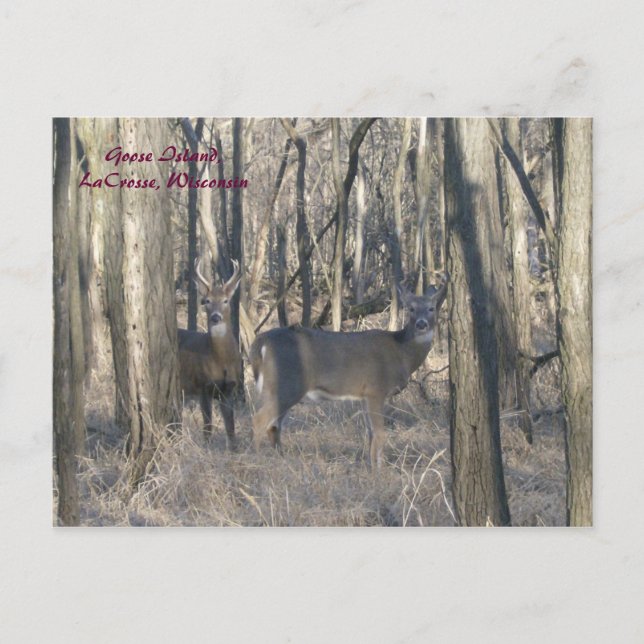 Cartão Postal Goose Island, LaCrosse, Wisconsin (Frente)