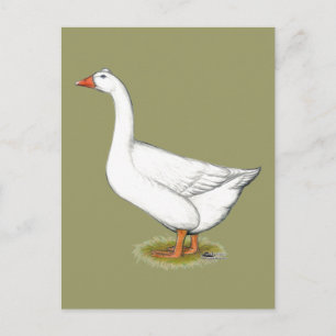 Cartão Postal Goose Roman Tufted
