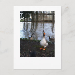 Cartão Postal Goose Walk