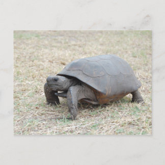 Cartão Postal Gopher Tortoise