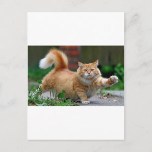 Cartão Postal Gordo Gato Laranja Grande