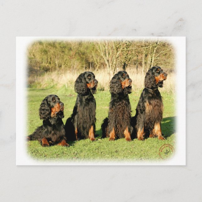 Cartão Postal Gordon Setter 9Y105D-080 (Frente)
