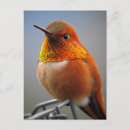 Cartão Postal Gorgegeous Orange Hummingbird