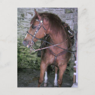 Cartão Postal Gorgeous Brown Horse