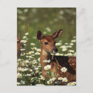 Cartão Postal Gorgeous Fawn