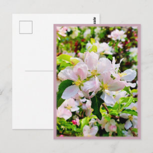 Cartão Postal Gorgeous Malus asiatica Foto