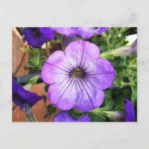 Cartão Postal Gorgeous Purple Petunia