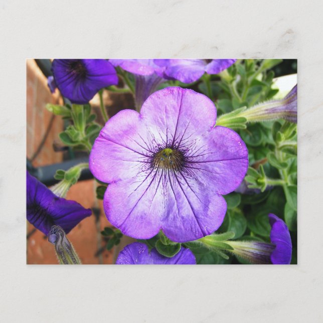 Cartão Postal Gorgeous Purple Petunia (Frente)