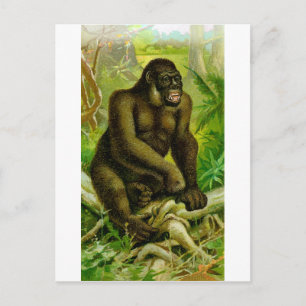 Cartão Postal Gorila