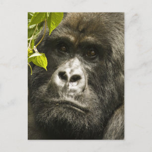 Cartão Postal Gorila-da-montanha, Gorilla beringei beringei,