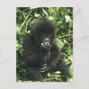 Cartão Postal Gorila da Montanha, (Gorilla gorilla beringei),