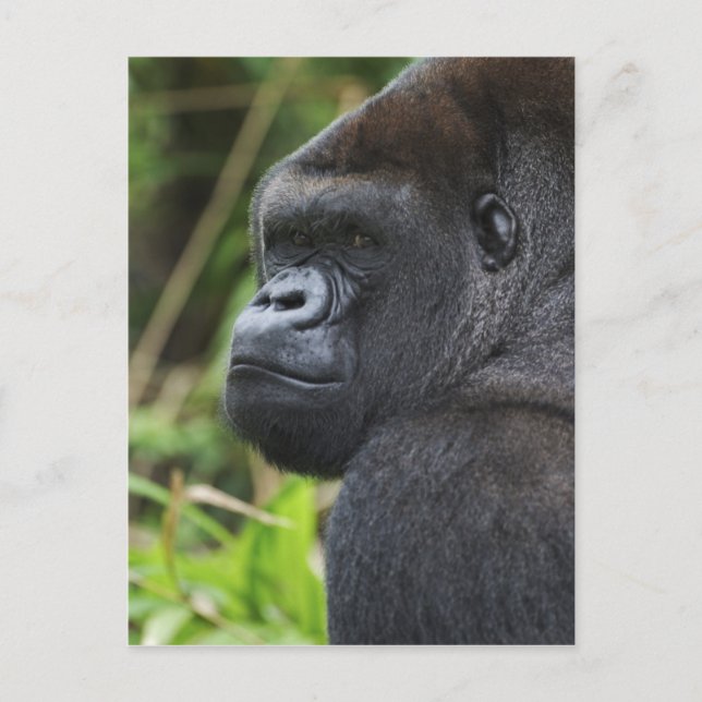Cartão Postal Gorila-de-costas-baixas Silverback, Gorila Cativo (Frente)