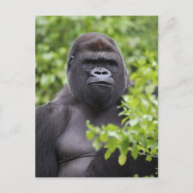 Cartão Postal Gorila-de-costas-silverback, Gorilla gorilla, (Frente)