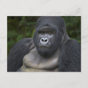 Cartão Postal Gorila de montanha e Silverback 4