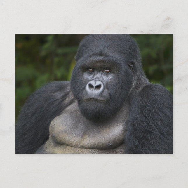 Cartão Postal Gorila de montanha e Silverback 4 (Frente)