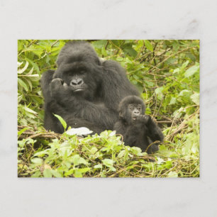 Cartão Postal Gorila de montanha, Gorilla beringei (anteriorment