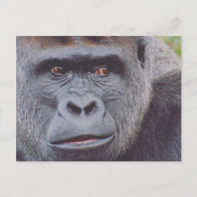 Cartão Postal gorila-do-silverback (Frente)