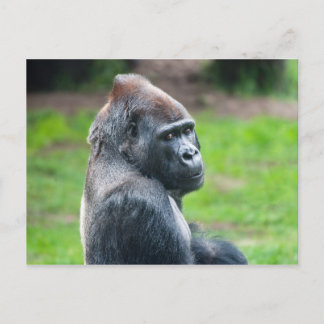 Cartão Postal Gorila Ocidental