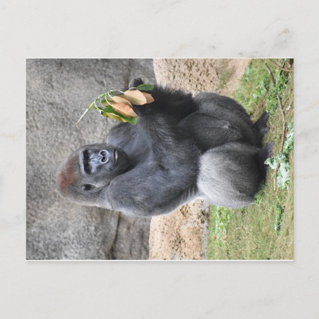 Cartão postal Gorilla (Frente)
