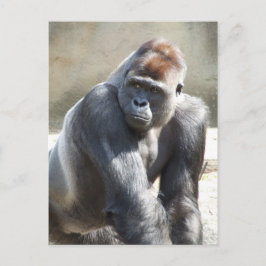 Cartão postal Gorilla