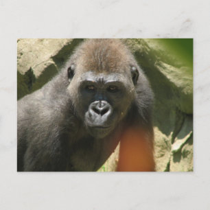 Cartão postal Gorilla