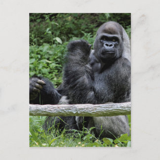 Cartão Postal Gorilla Ape Primate Willife Animal Photo