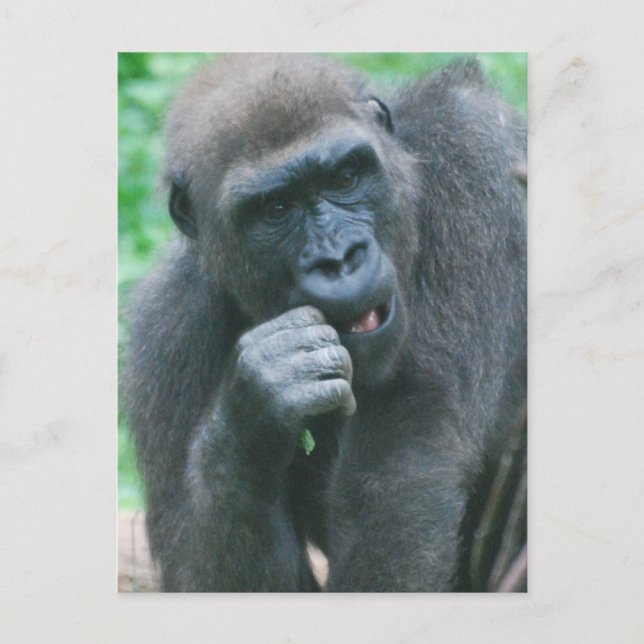 Cartão postal Gorilla com fome (Frente)