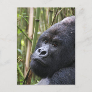 Cartão postal Gorilla Lowland
